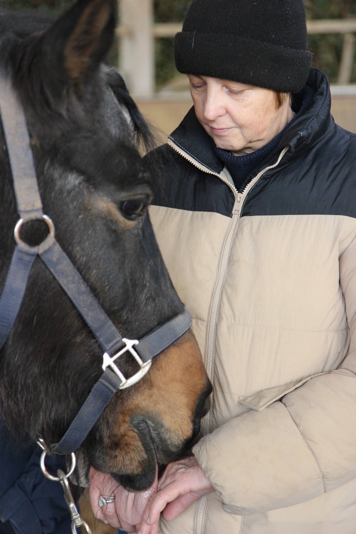 Un partecipante e un cavallo che si avvicinano l'uno all'altro con calma