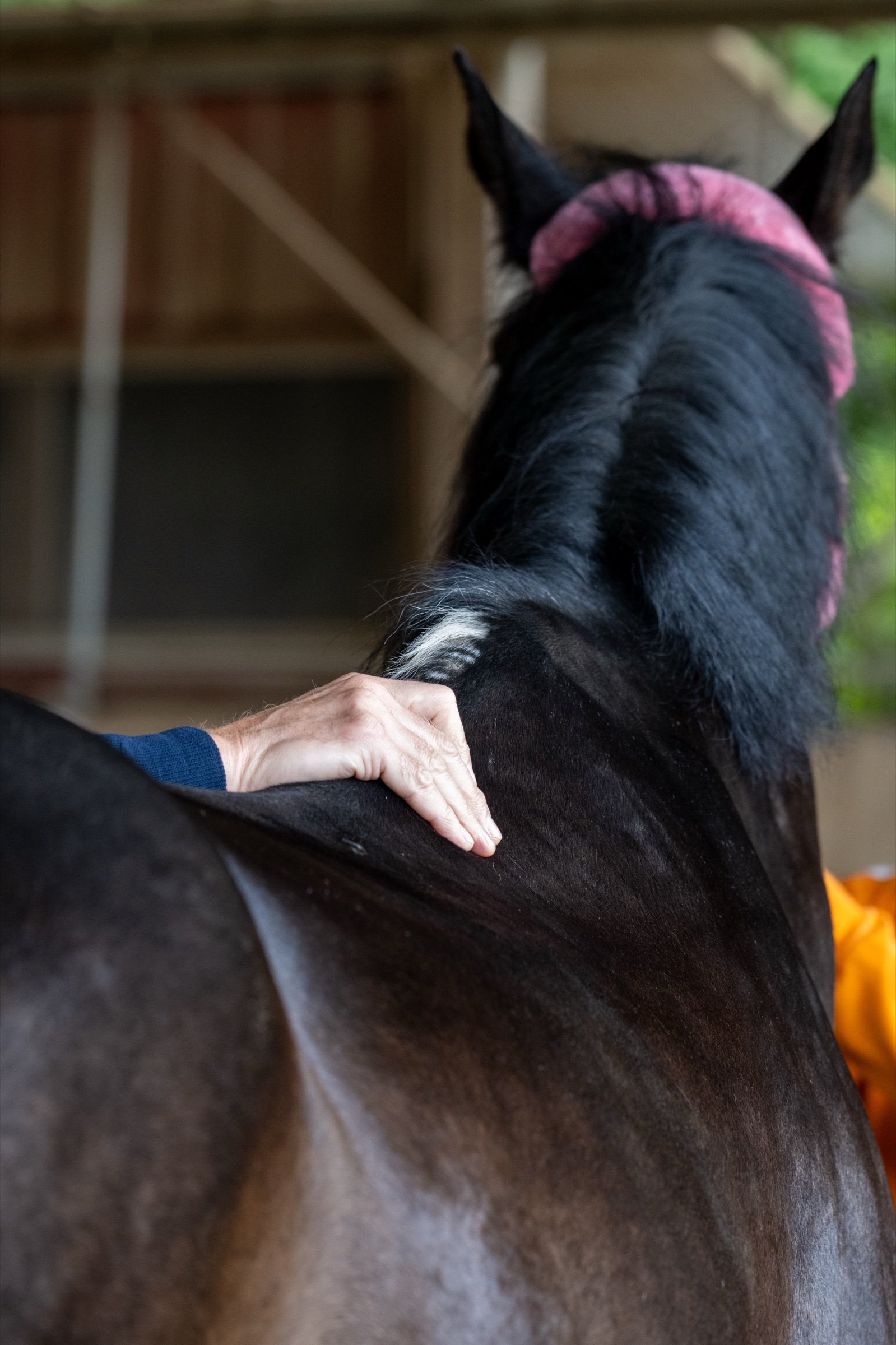Una mano appoggiata sul dorso di un cavallo