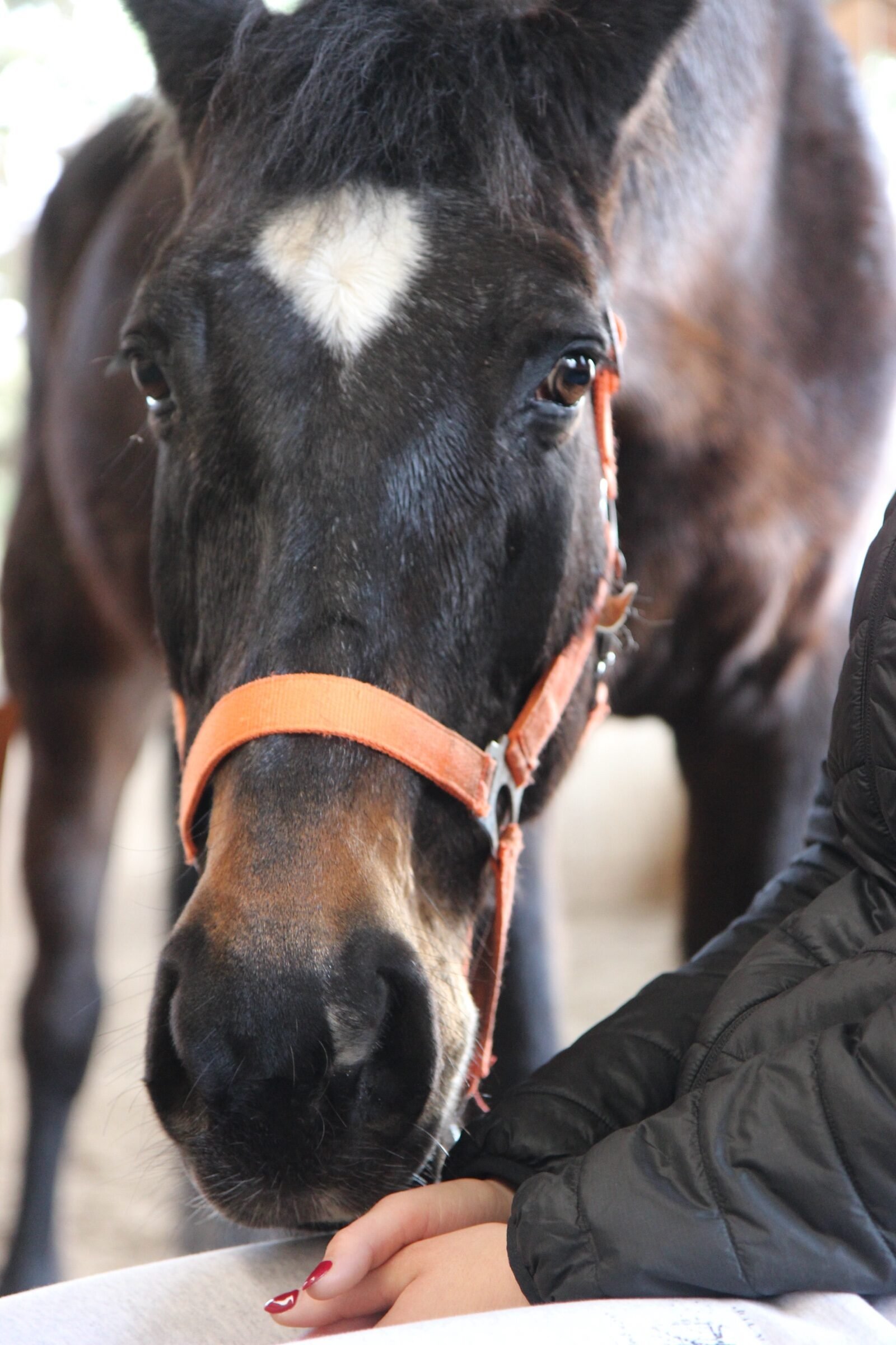 Primo piano di un cavallo e delle mani di una partecipante